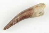Fossil Plesiosaur (Zarafasaura) Tooth - Morocco #196715-1
